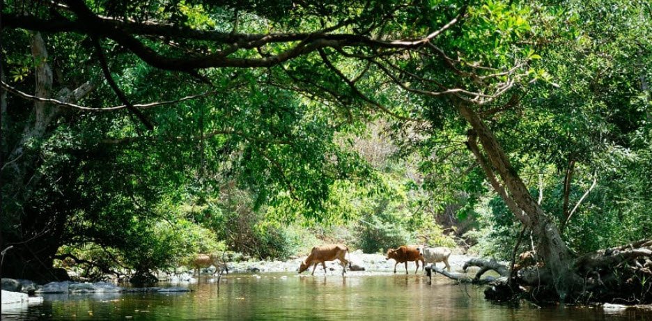 Gundla Brahmeswaram Wildlife Sanctuary, Kurnool, Andhra Pradesh - Vushii.com Gundla Brahmeswaram Wildlife Sanctuary, Kurnool, Andhra Pradesh - Vushii.com